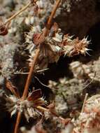 Image of Coral-necklace