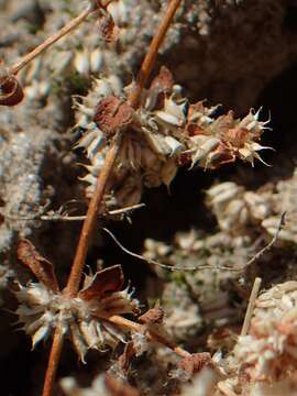 Image of Coral-necklace