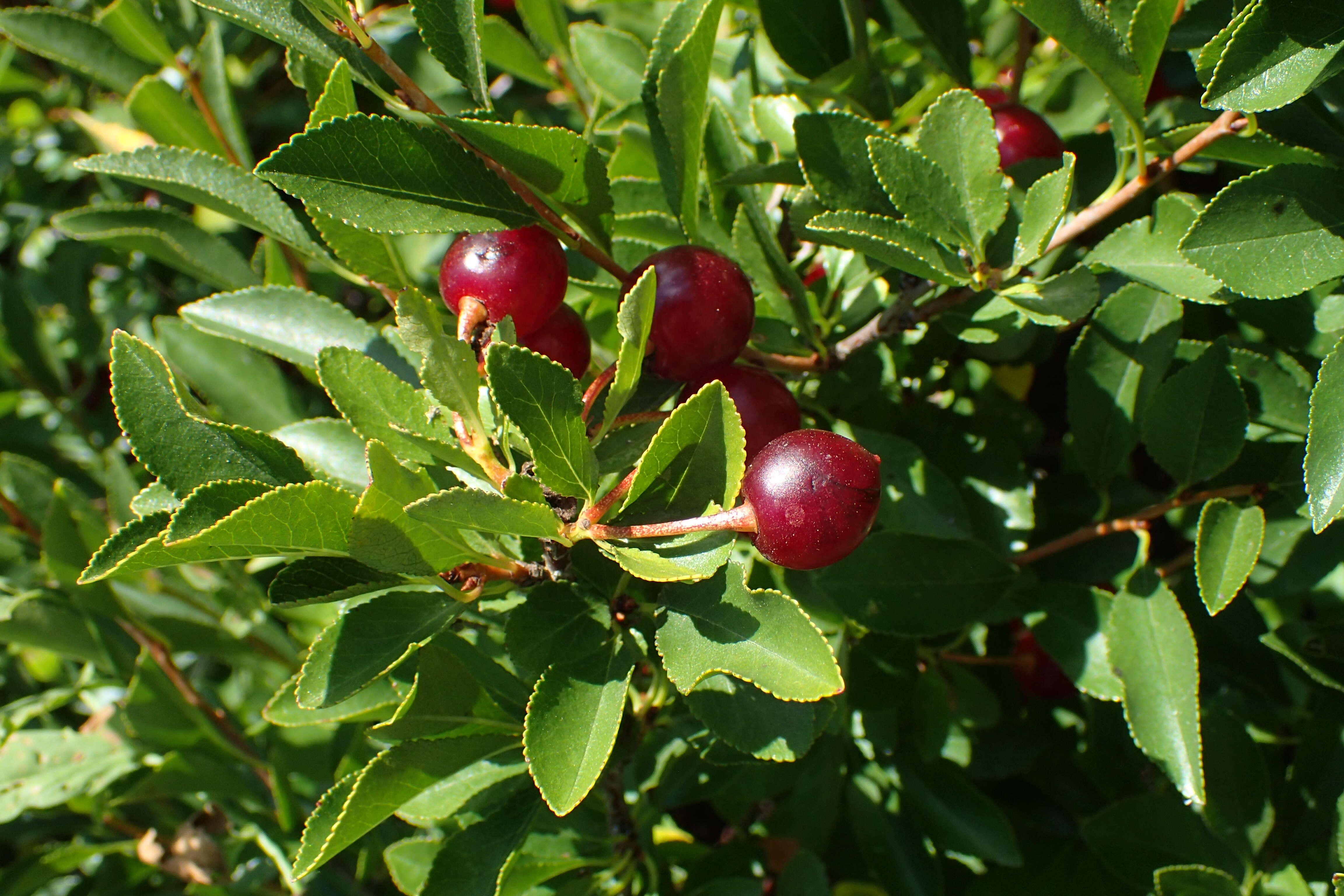 Imagem de Prunus fruticosa Pall.