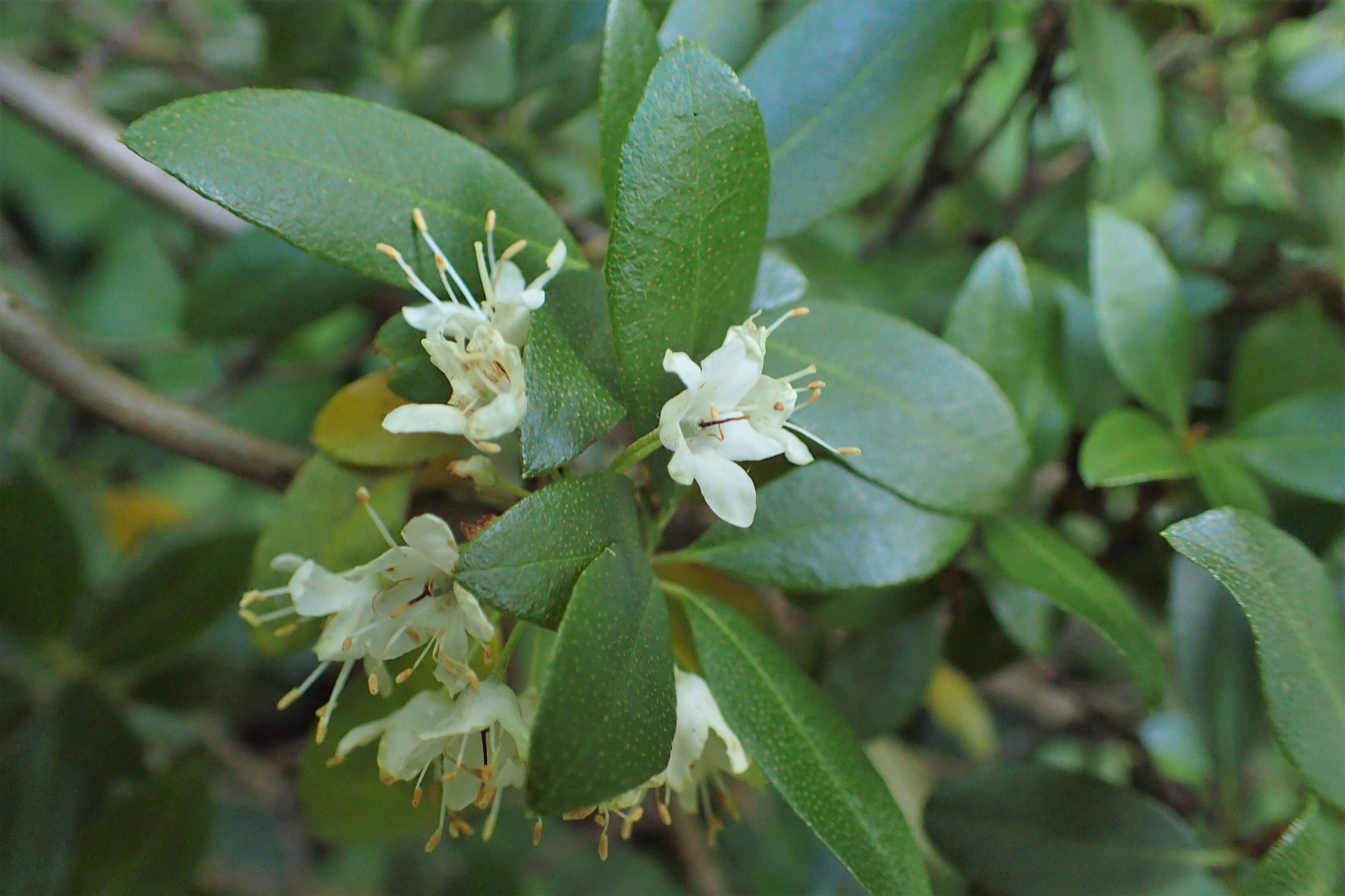 Imagem de Rhododendron micranthum Turcz.