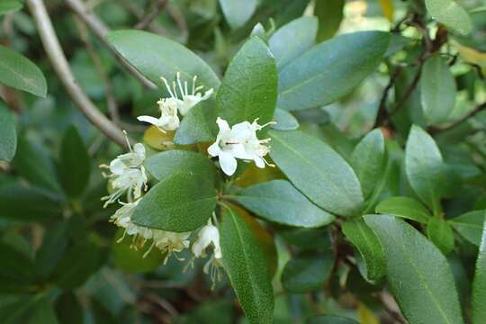 Imagem de Rhododendron micranthum Turcz.