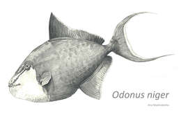 Image of Odonus