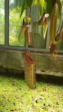 Image of Pitcher Plant