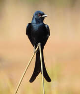 Image of Black Drongo