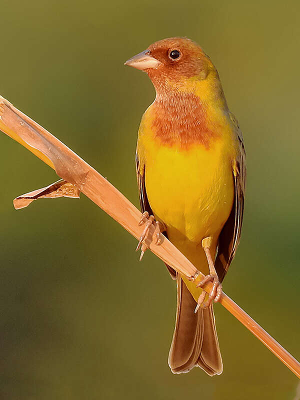 Image of Brown-headed Bunting