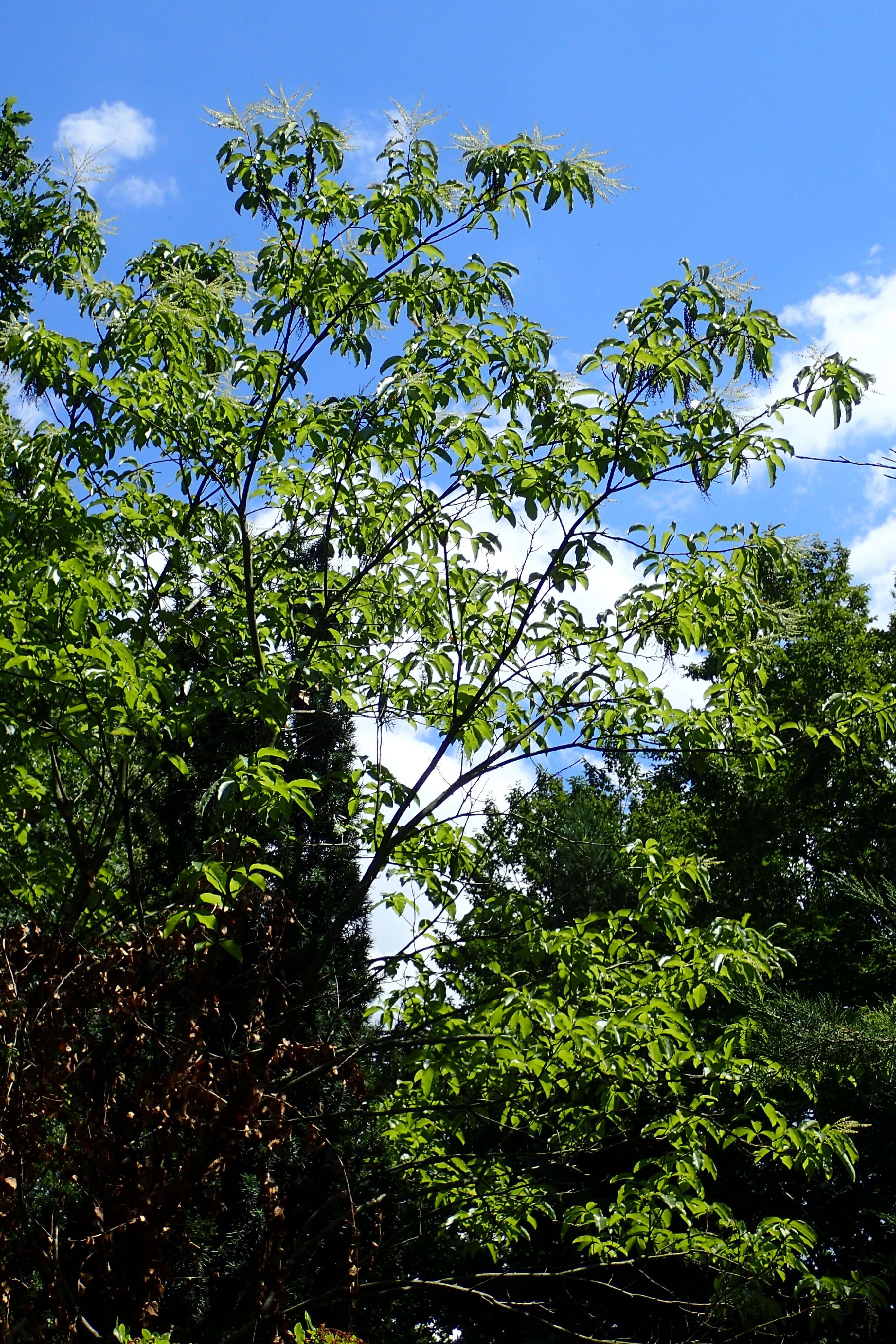 Image de Oxydendrum