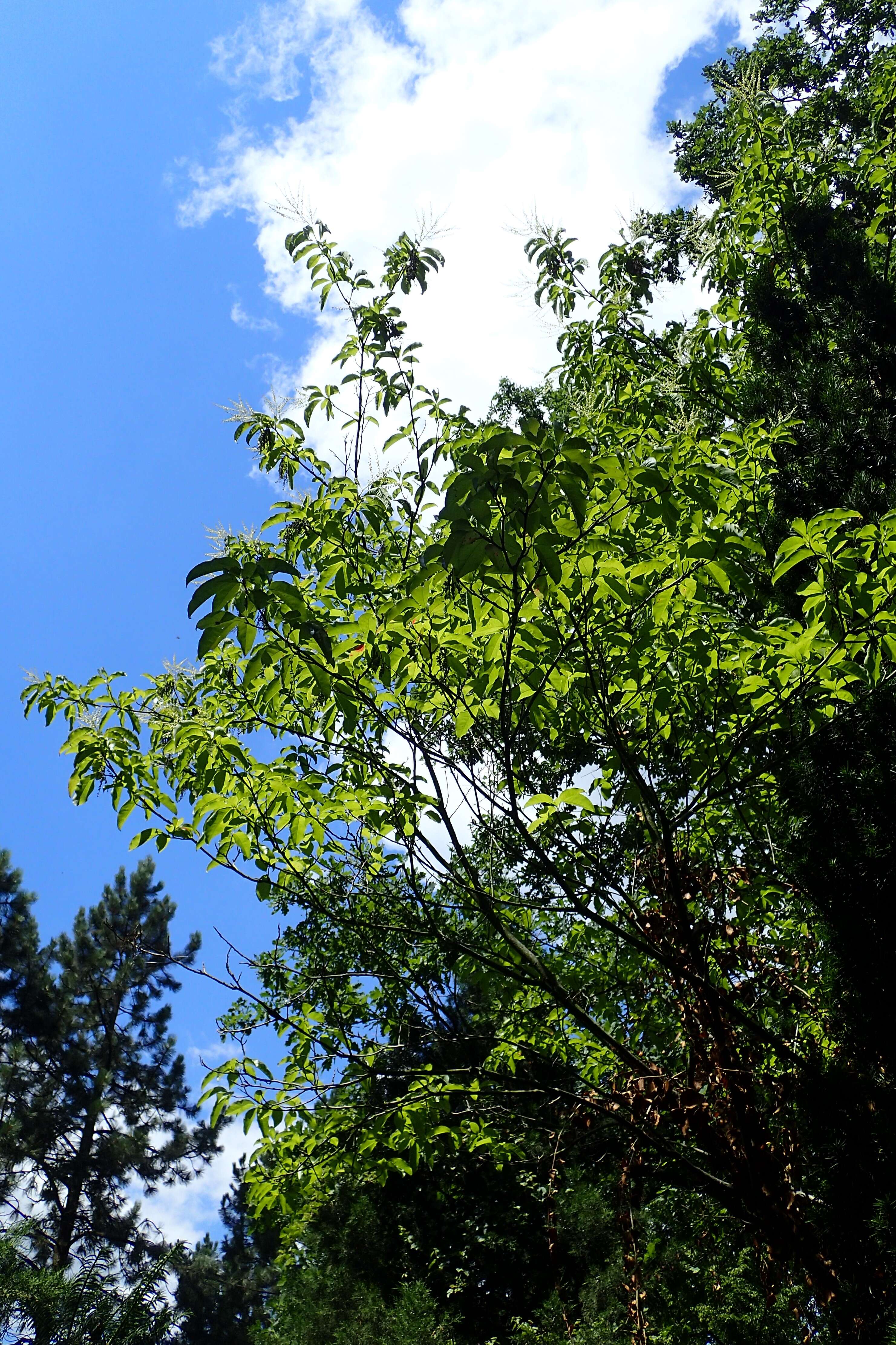 Image de Oxydendrum