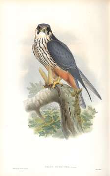 Image of Eurasian Hobby