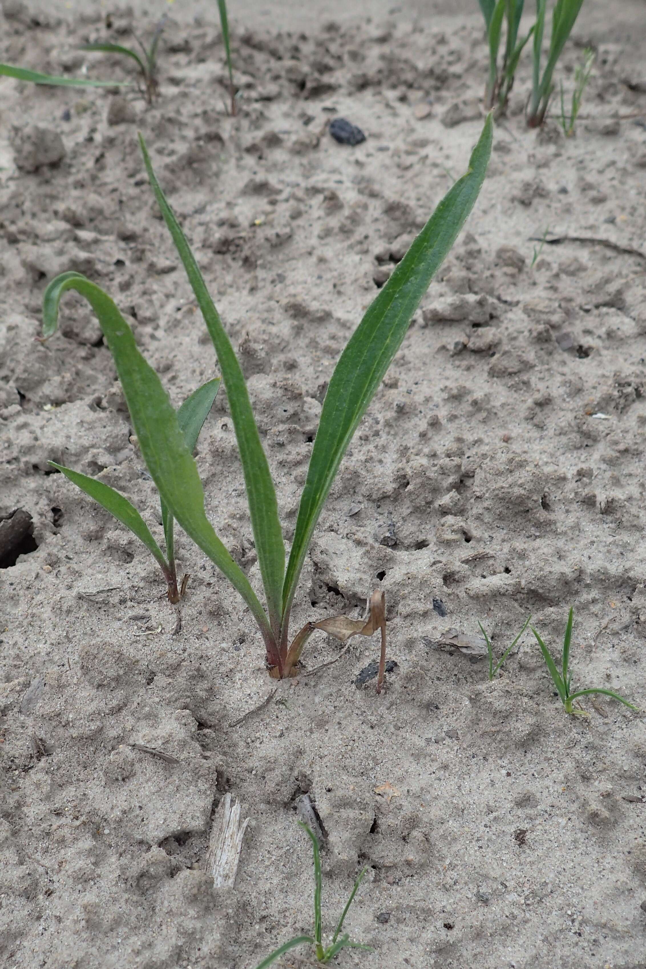 Image of black salsify