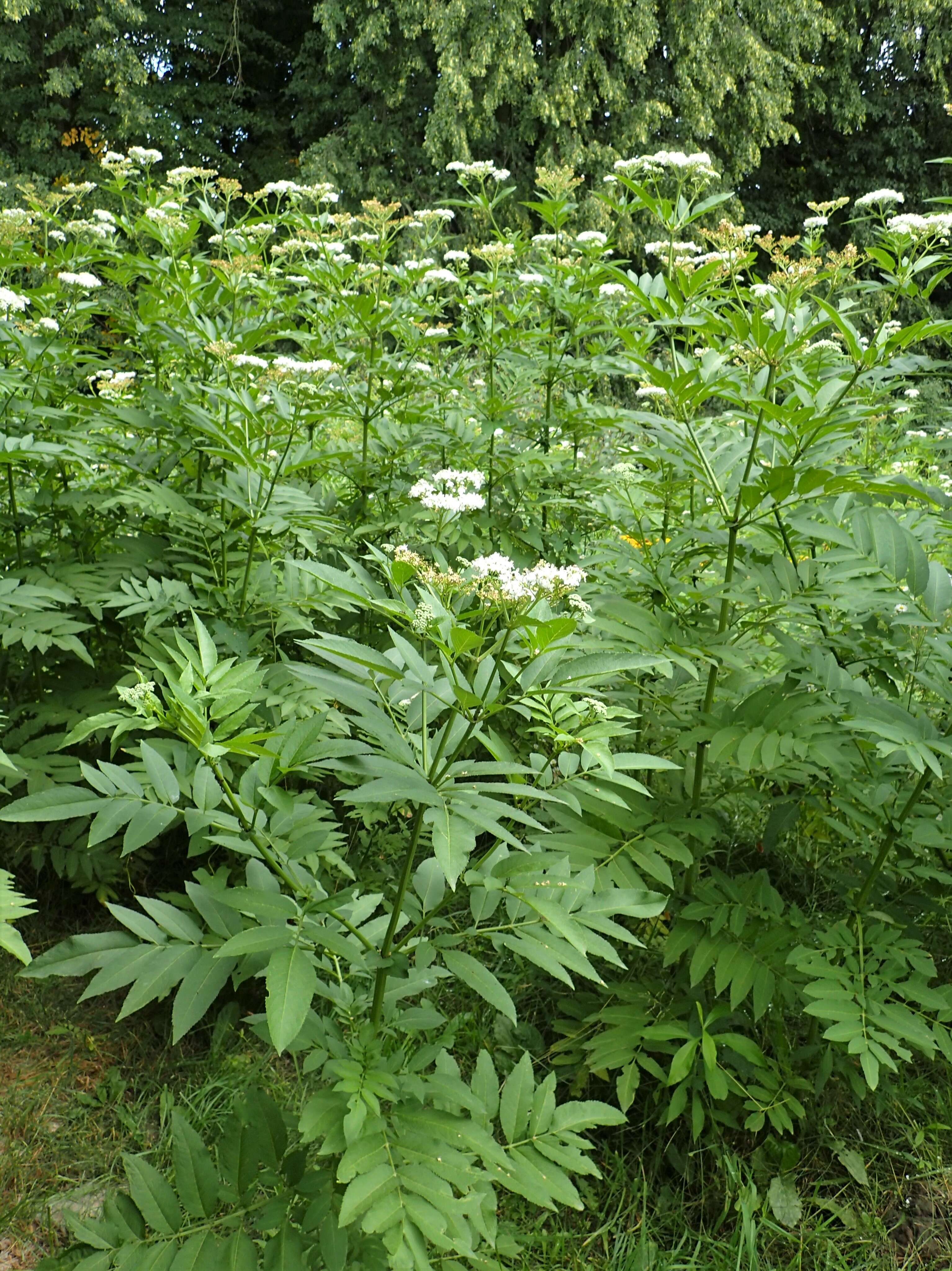 Imagem de Sambucus ebulus L.