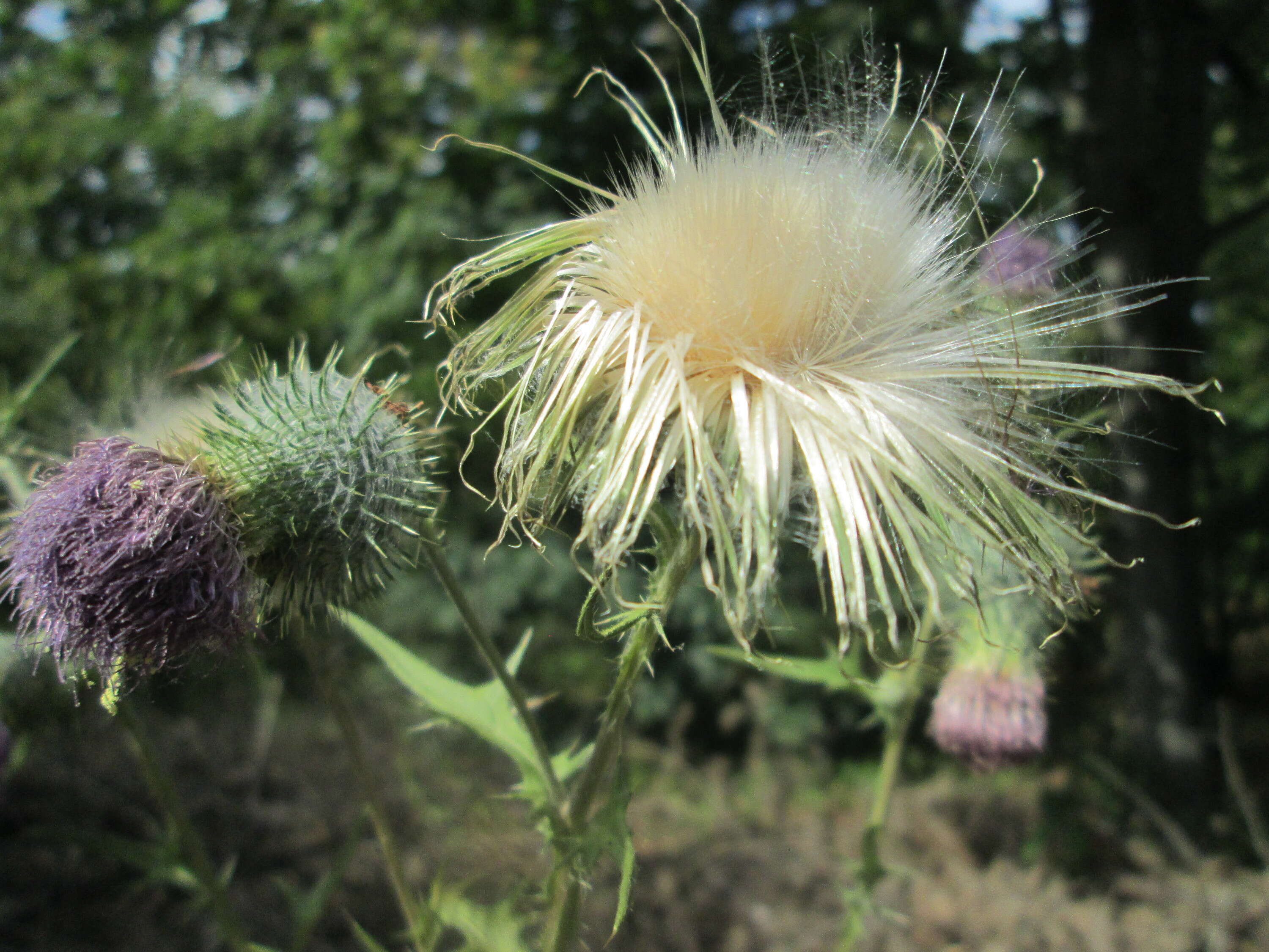 Image of Spear Thistle