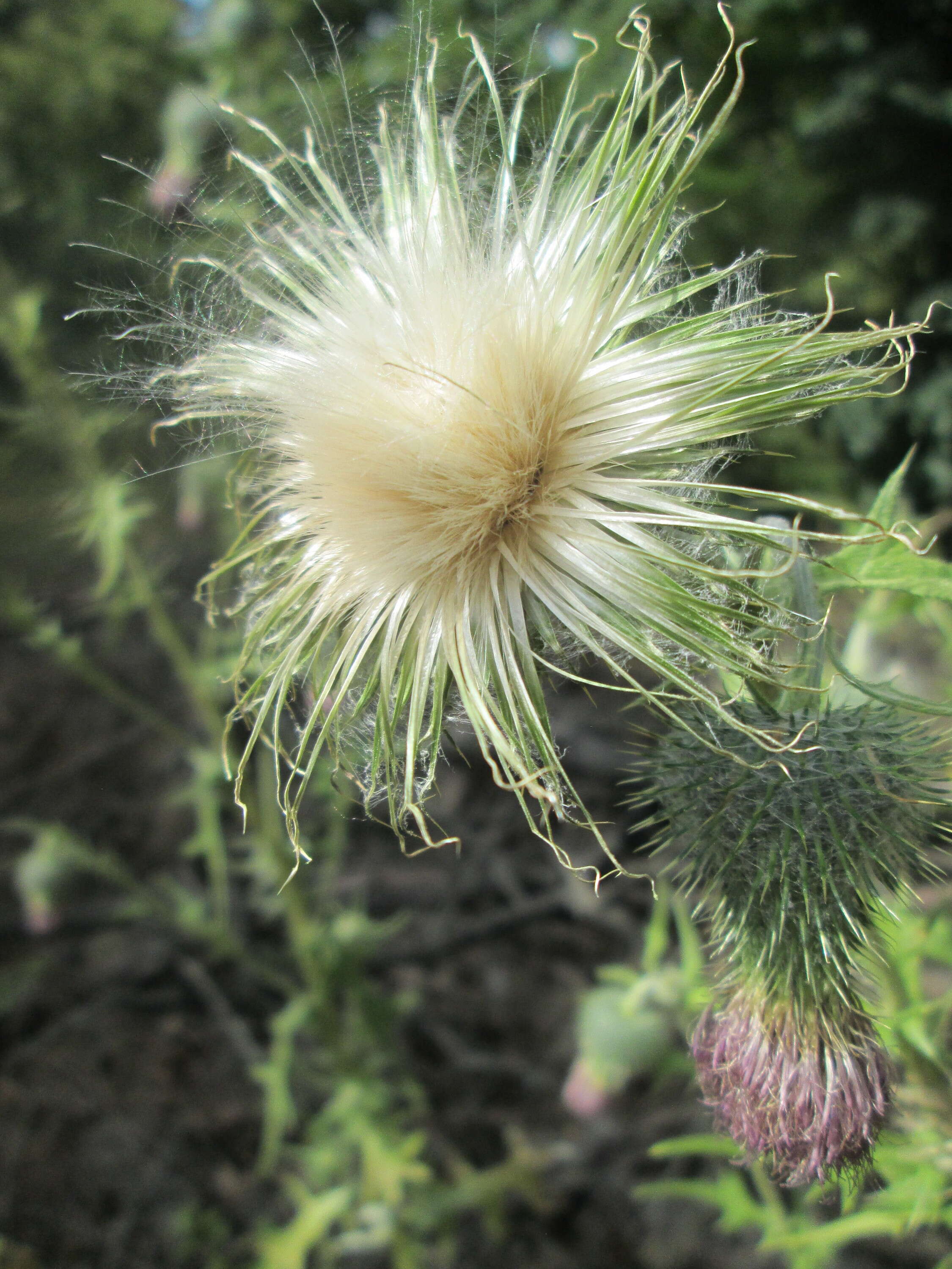 Image of Spear Thistle