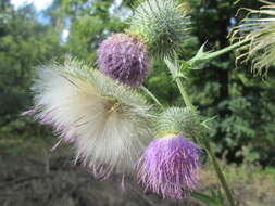 Image of Spear Thistle