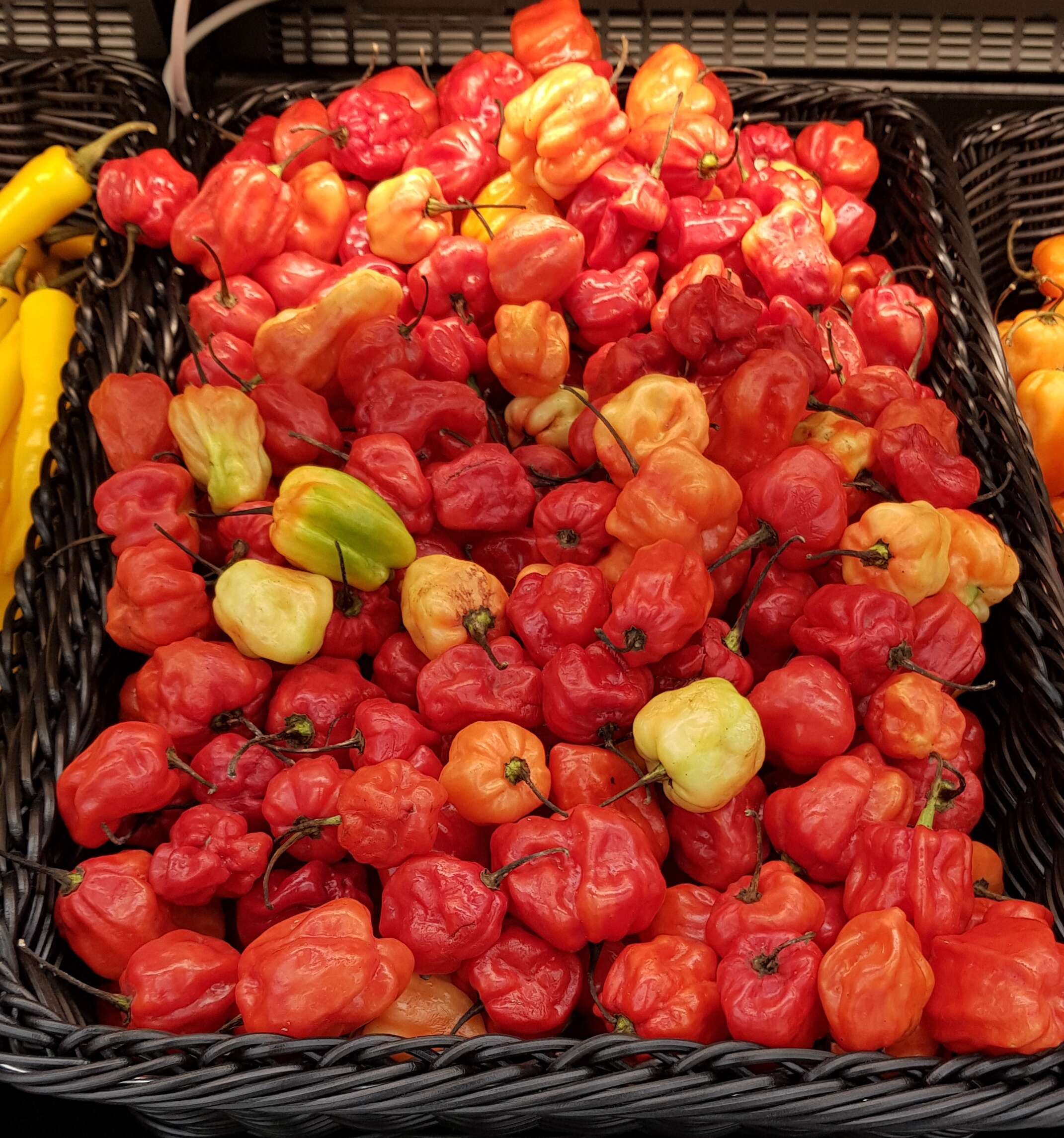 Image of Capsicum chinense