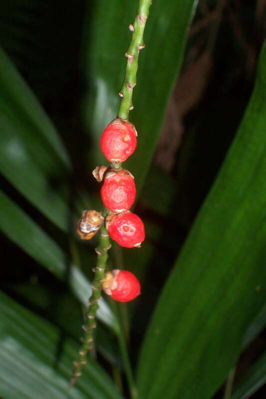 Linospadix monostachyos (Mart.) H. Wendl. resmi