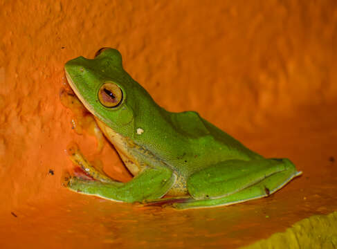 Image of Malabar Gliding Frog