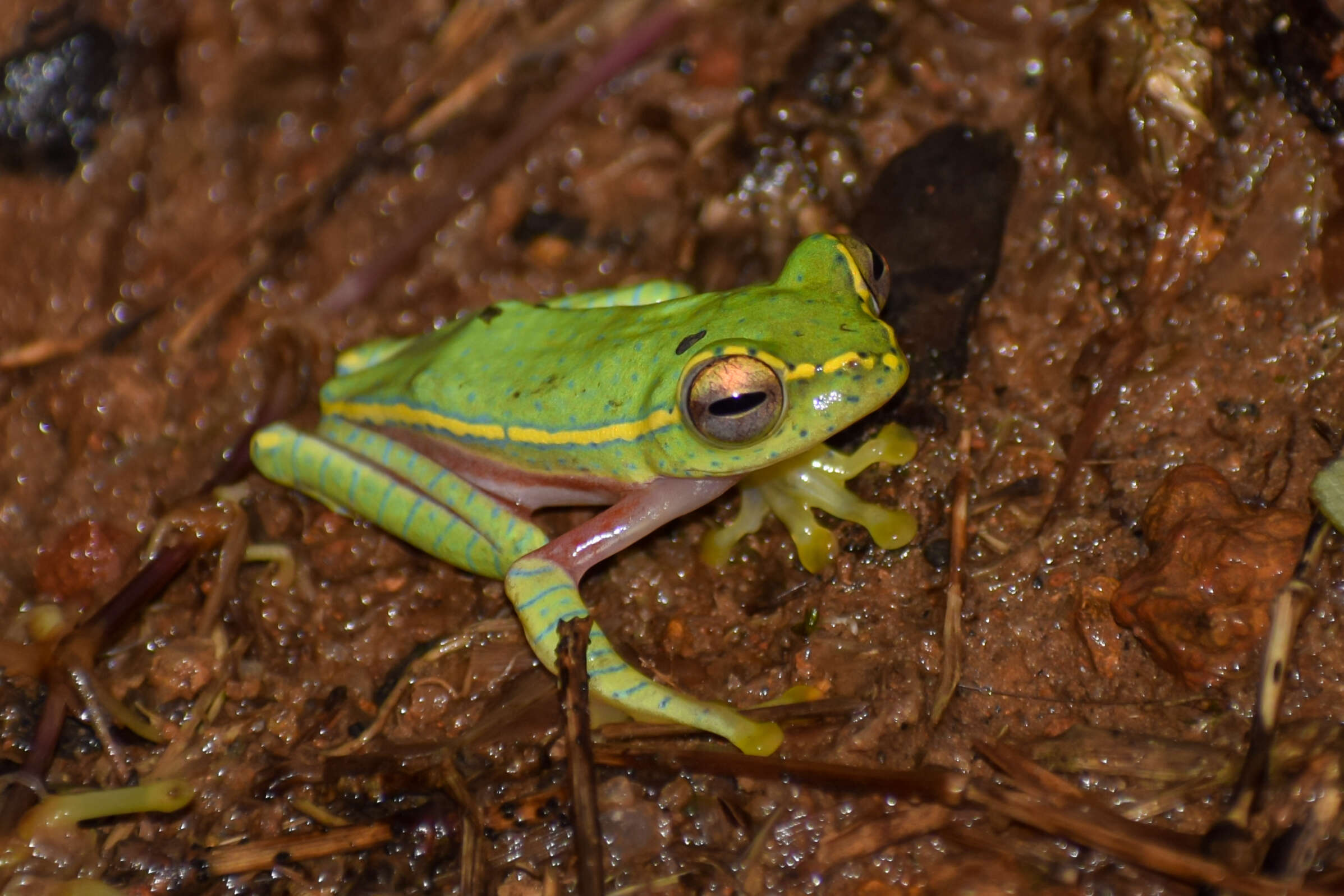 Imagem de Rhacophorus lateralis Boulenger 1883