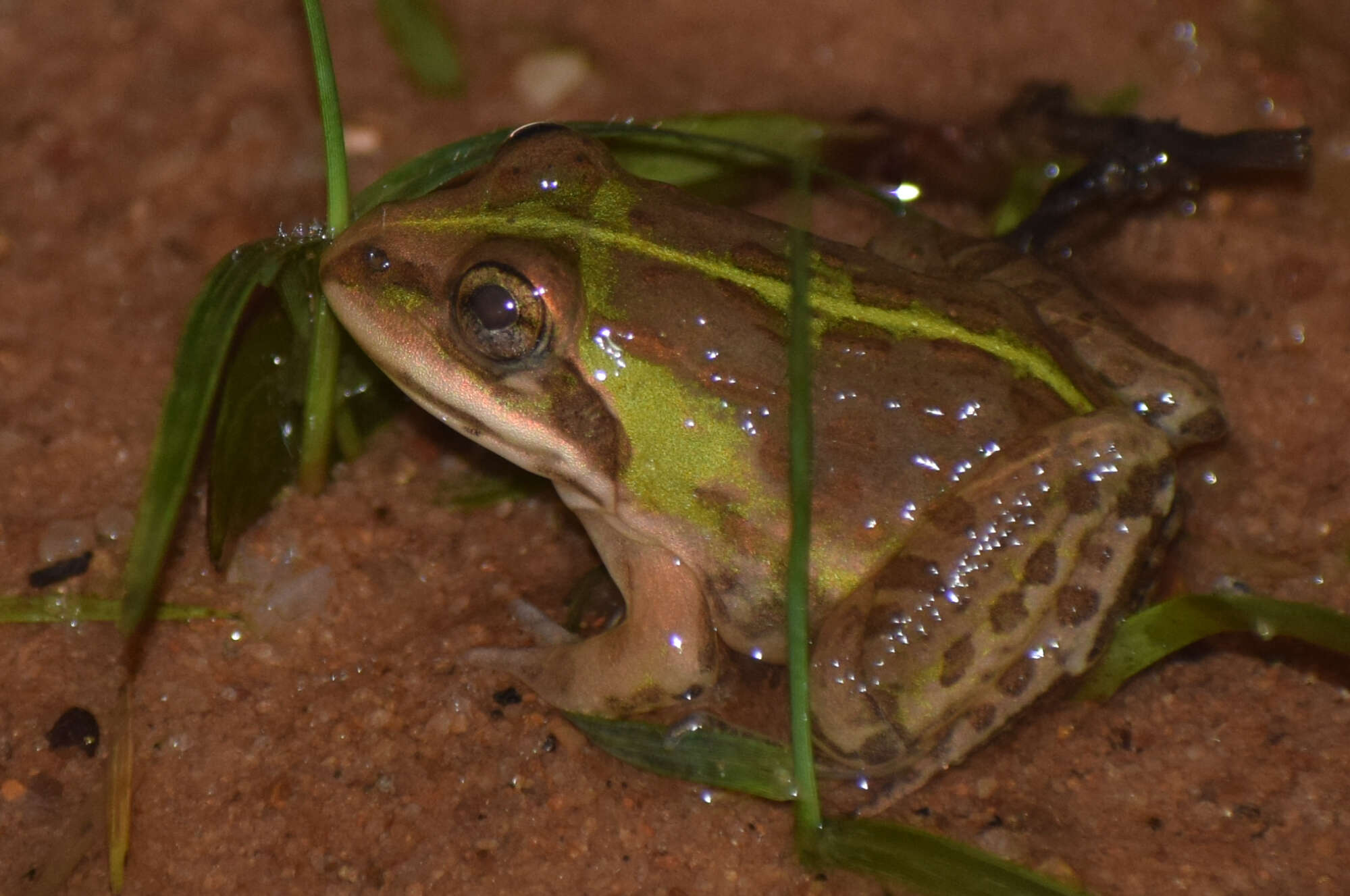 Image of Bull Frog