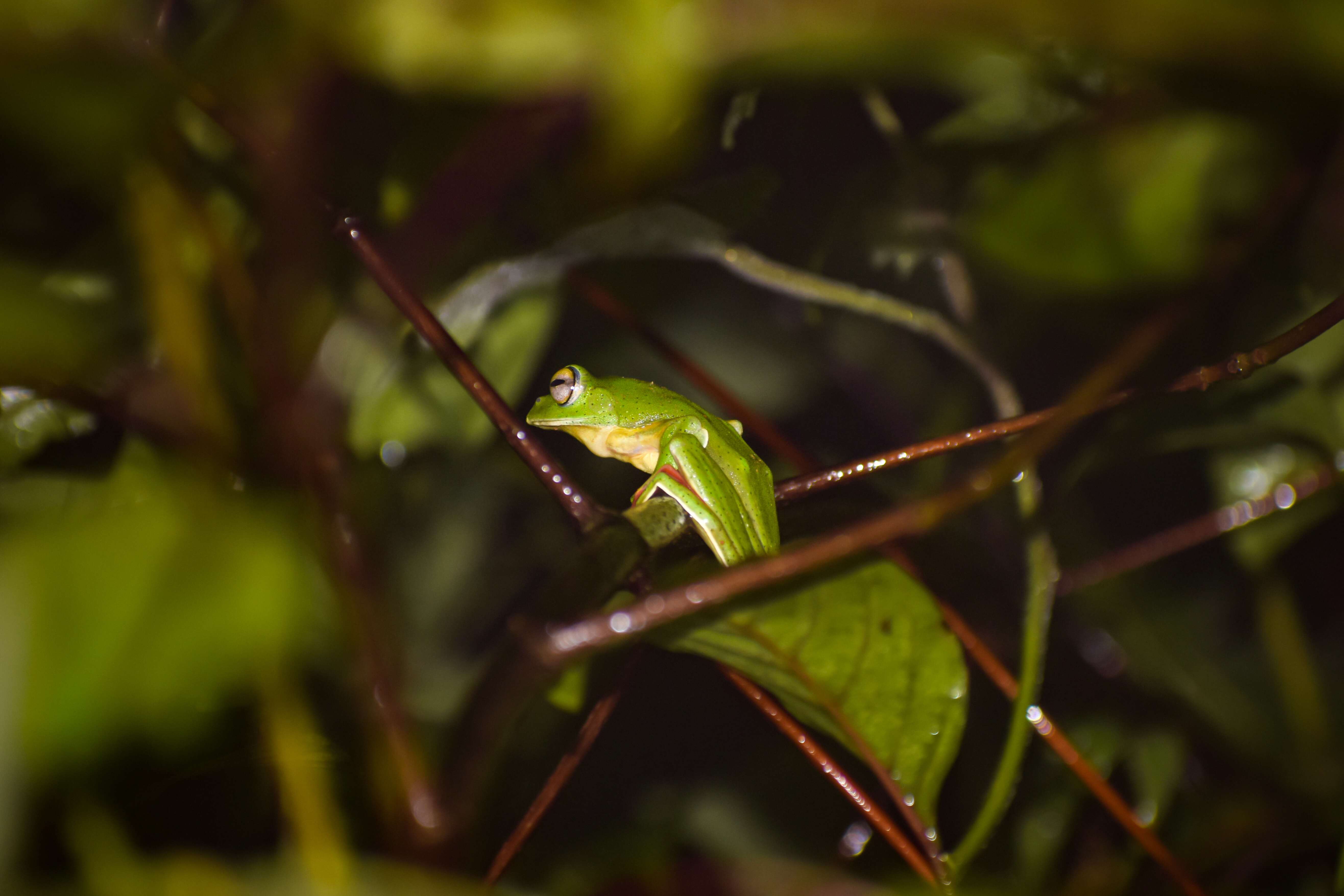 Image of Malabar Gliding Frog