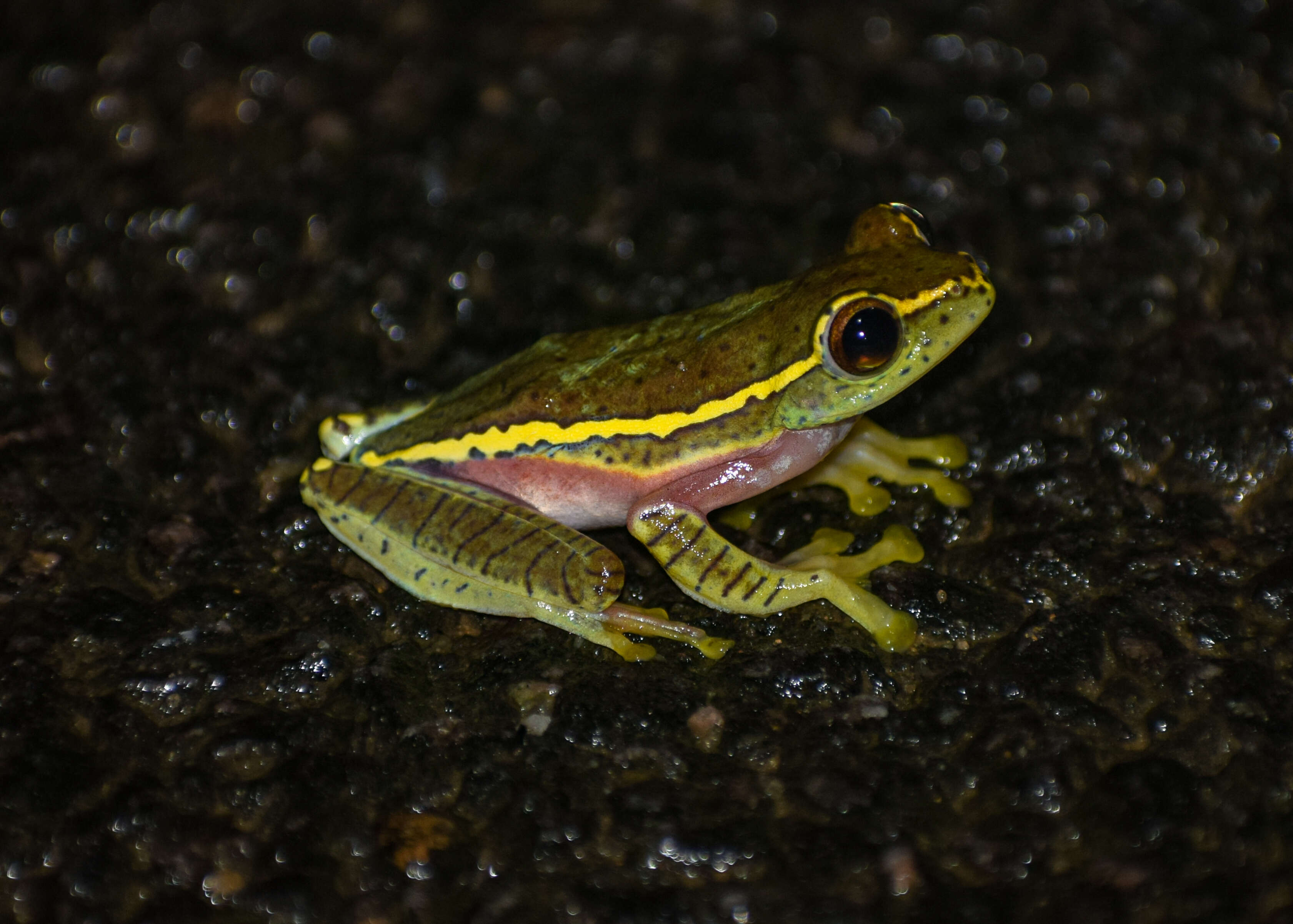 Imagem de Rhacophorus lateralis Boulenger 1883