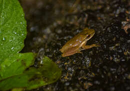 Imagem de Polypedates occidentalis Das & Dutta 2006