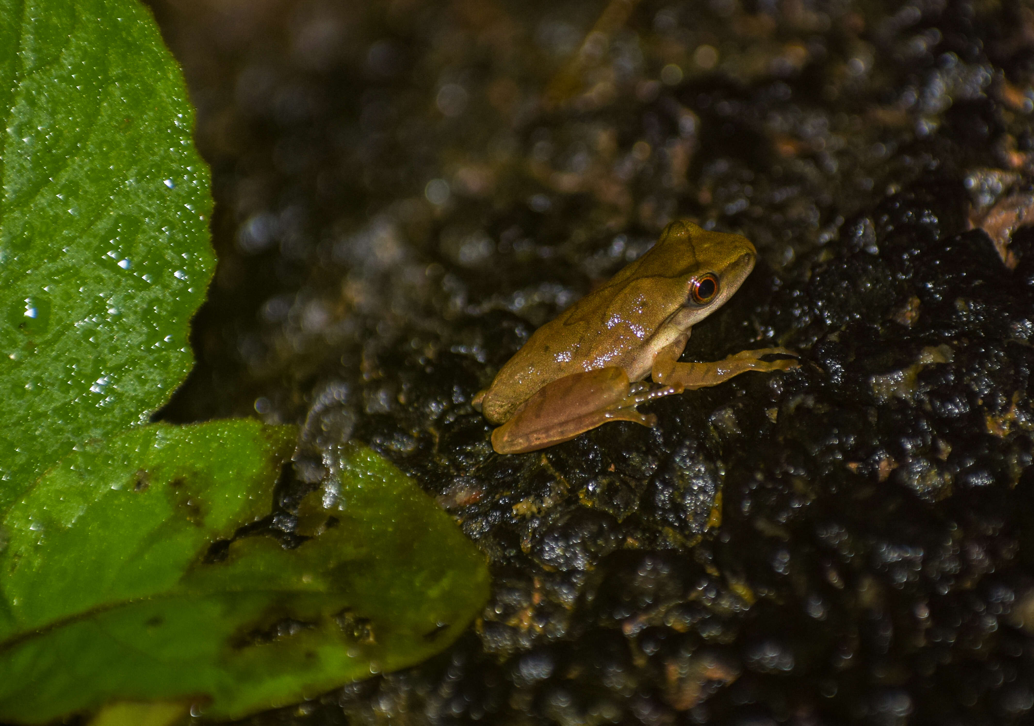 Imagem de Polypedates occidentalis Das & Dutta 2006