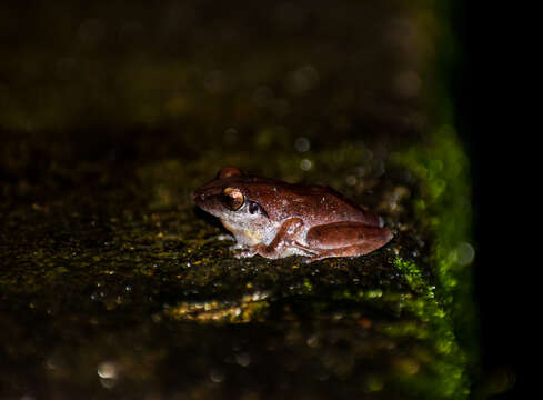 Image of Pseudophilautus wynaadensis (Jerdon 1853)