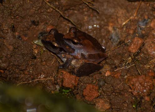 Image de Pseudophilautus wynaadensis (Jerdon 1853)