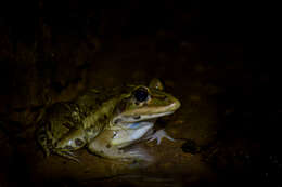 Image of Bull Frog