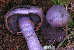 Image of Cortinarius violaceus (L.) Gray 1821