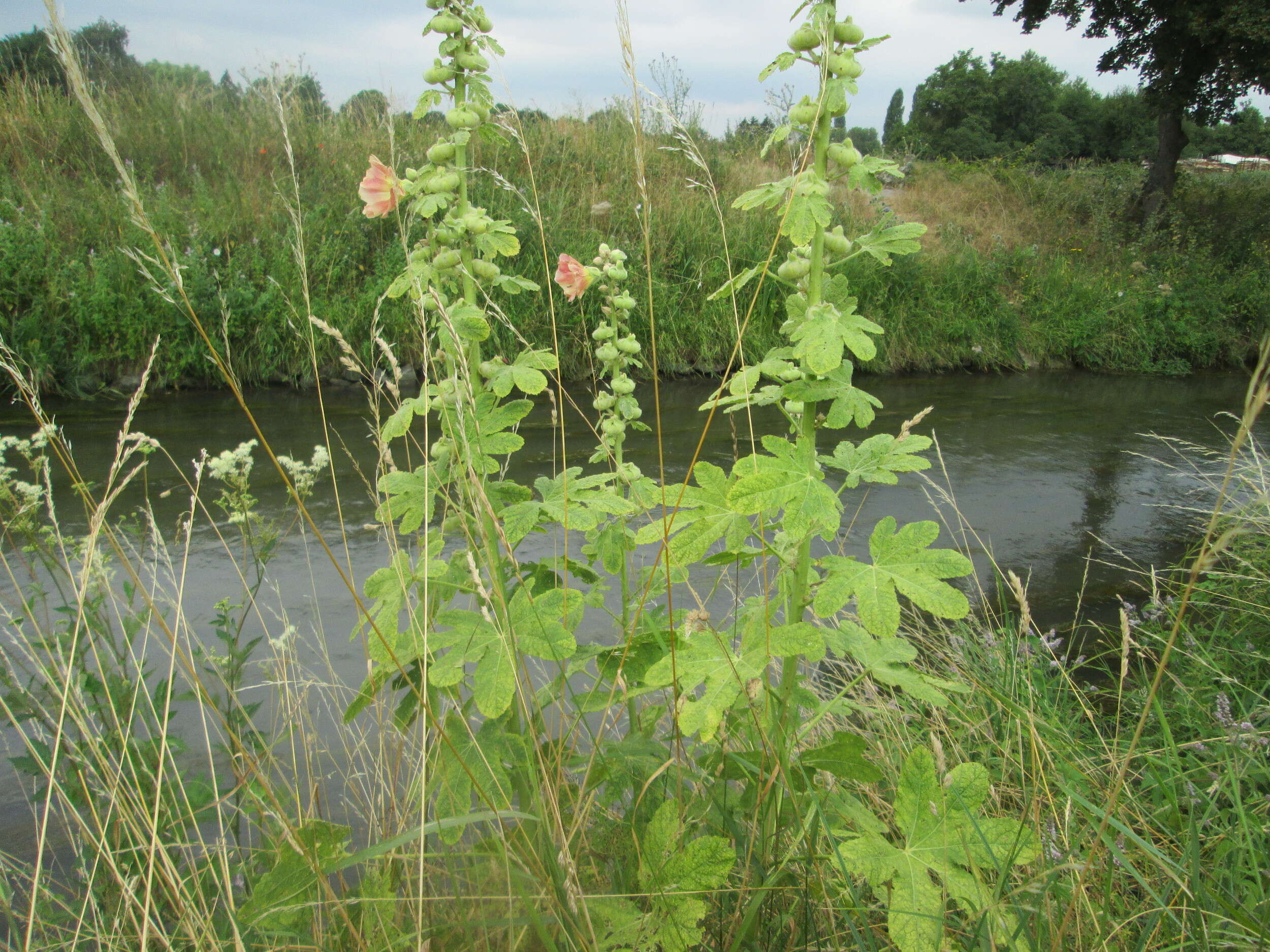 Image of hollyhock