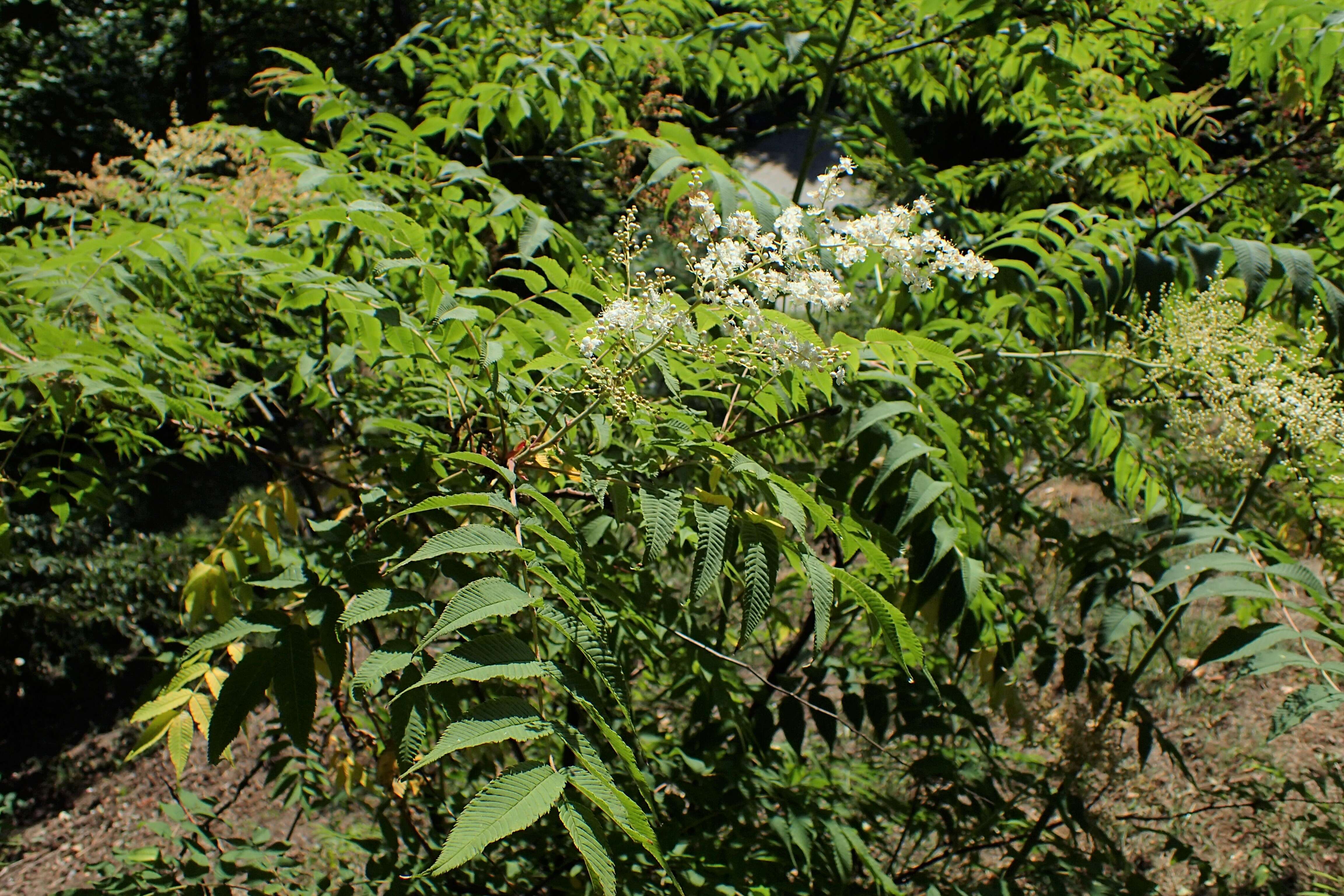 Image of false spiraea