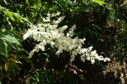 Image of false spiraea