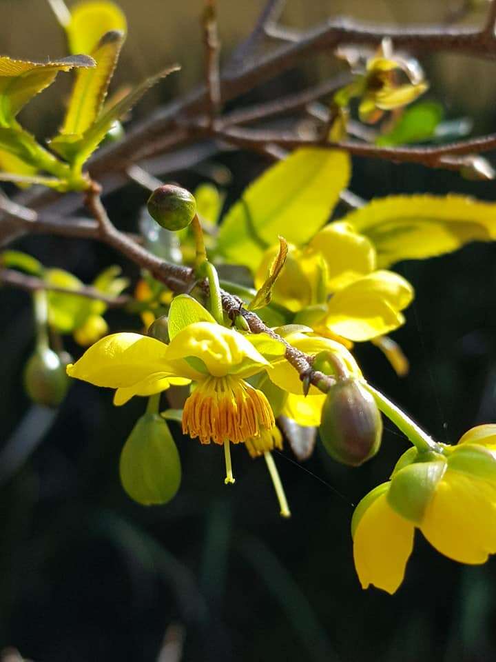 Plancia ëd Ochna serrulata (Hochst.) Walp.