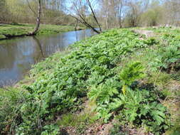 Imagem de Heracleum sosnowskyi Manden.