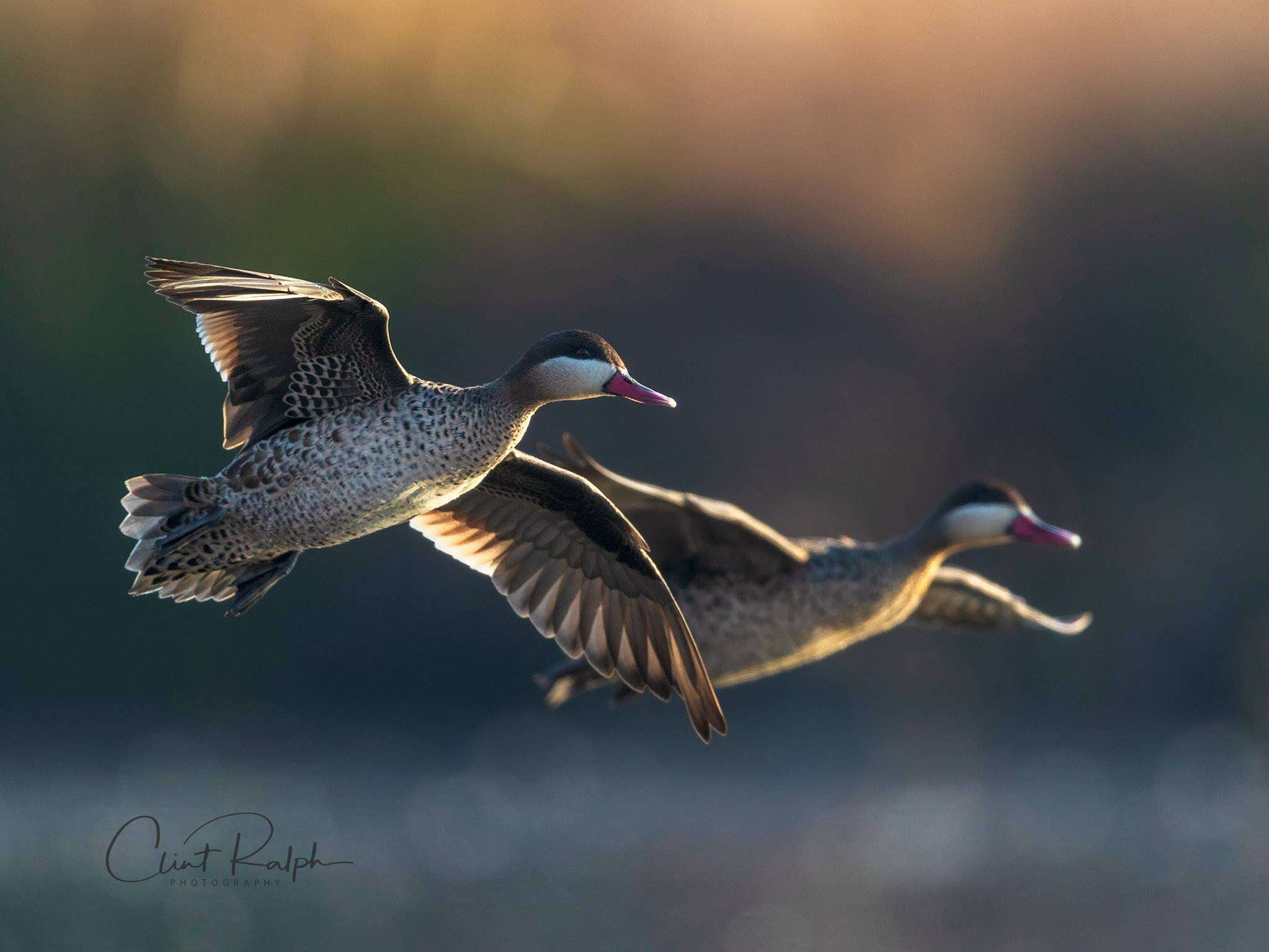 Image of Red-billed Teal