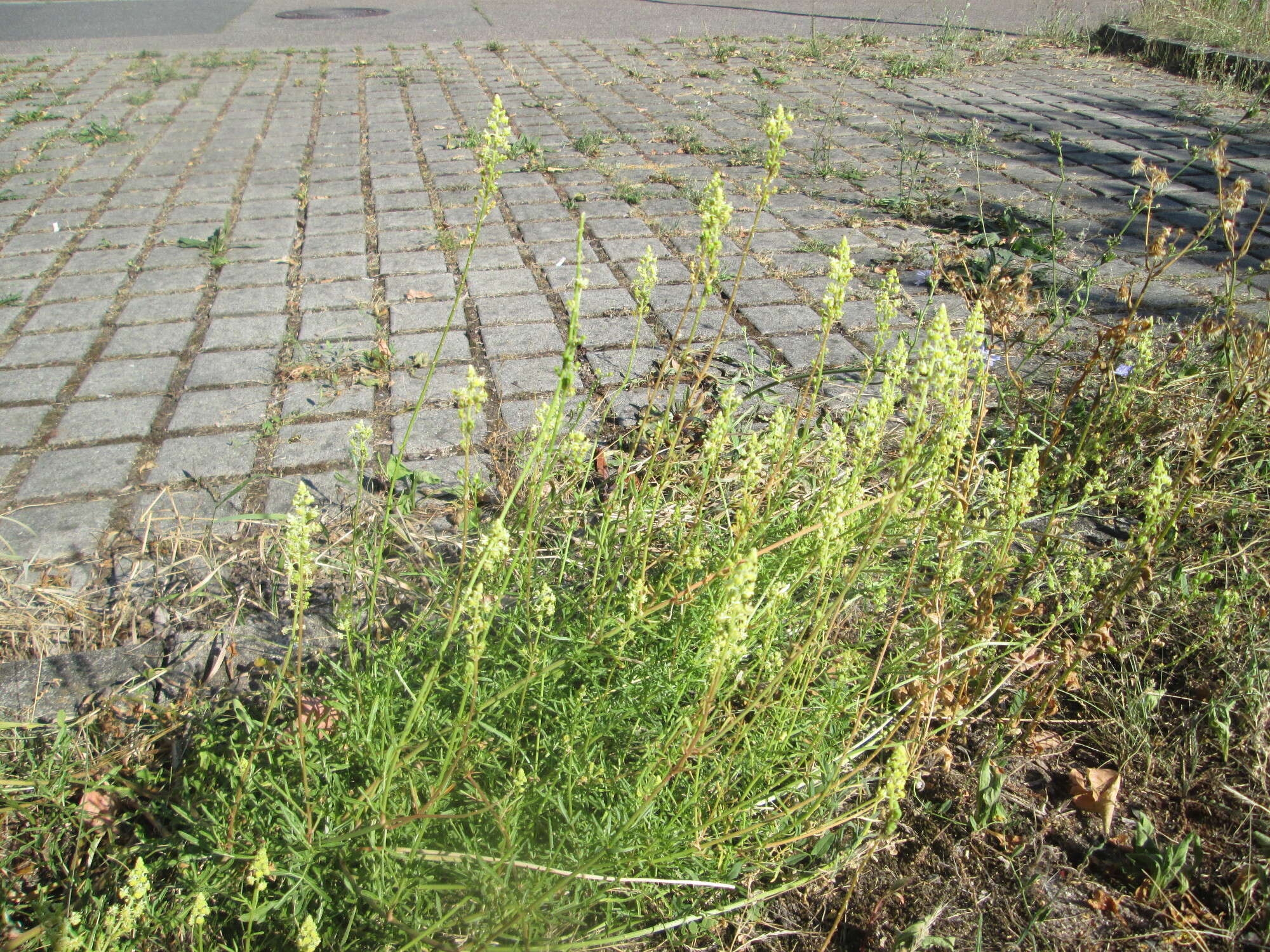 Слика од Reseda lutea L.