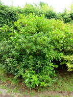 Image of Cape jasmine