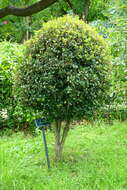 Image of holly osmanthus