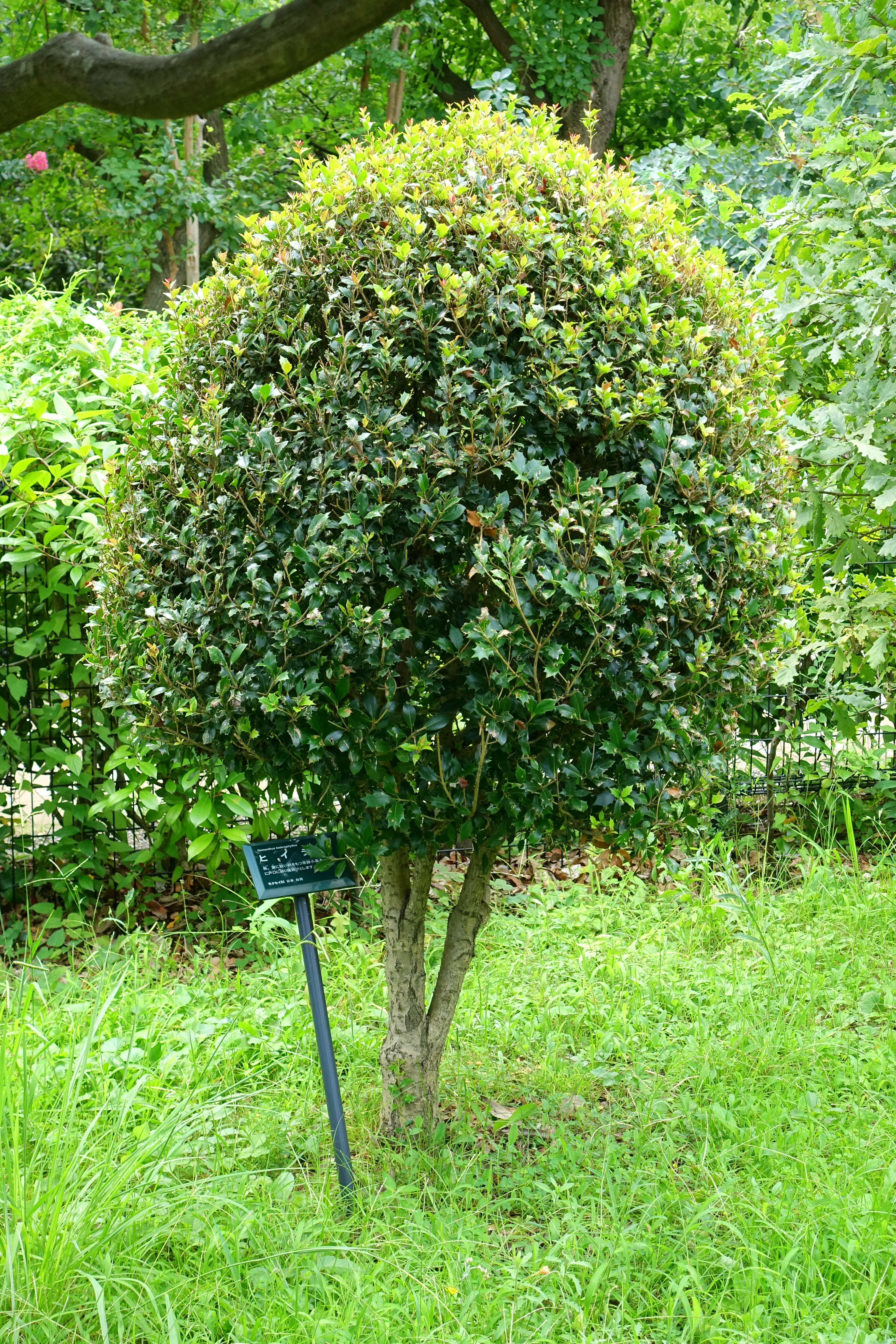 Image of holly osmanthus