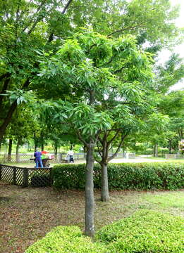 Image of bamboo-leaf oak