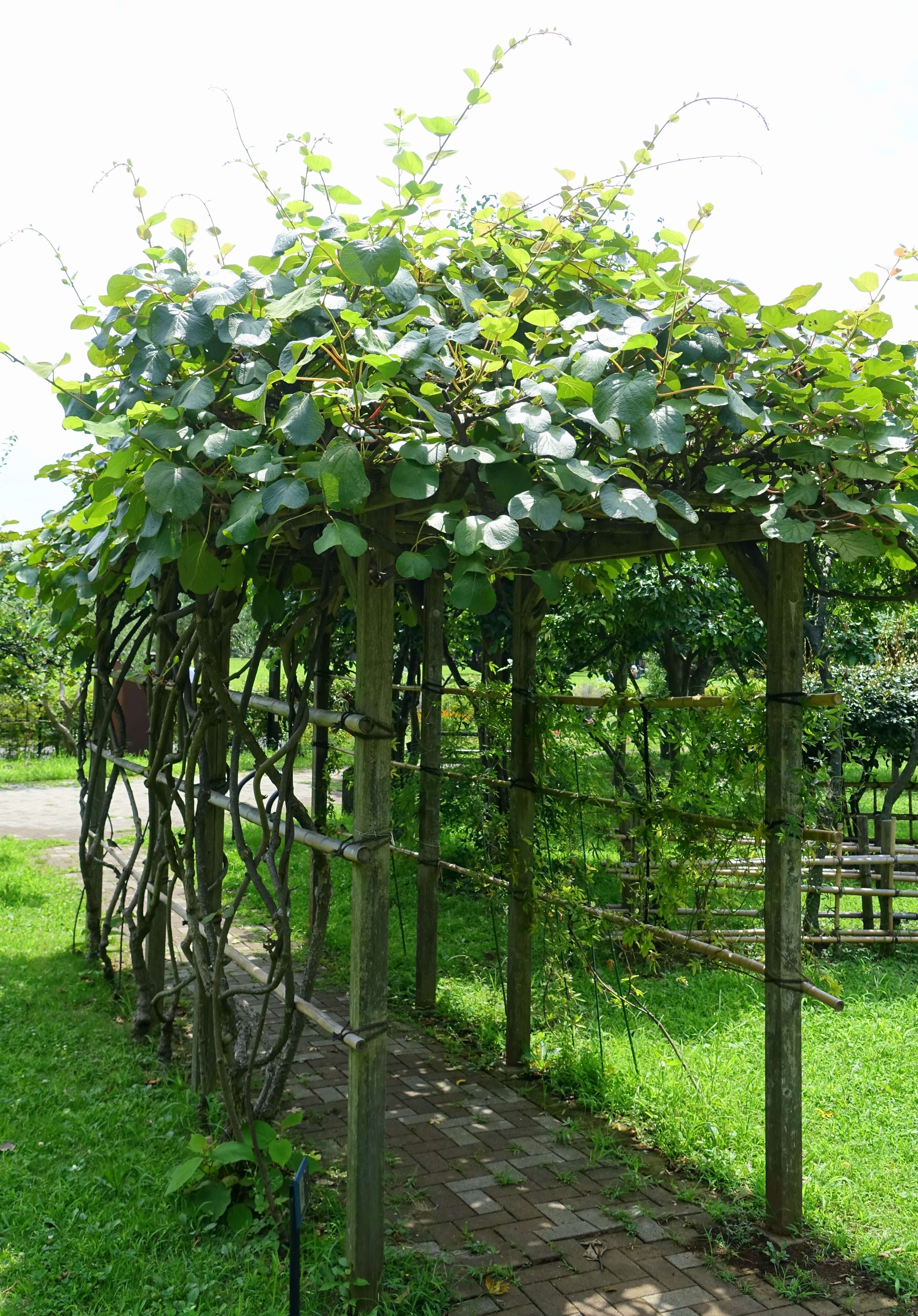 Image de Actinidia chinensis Planch.