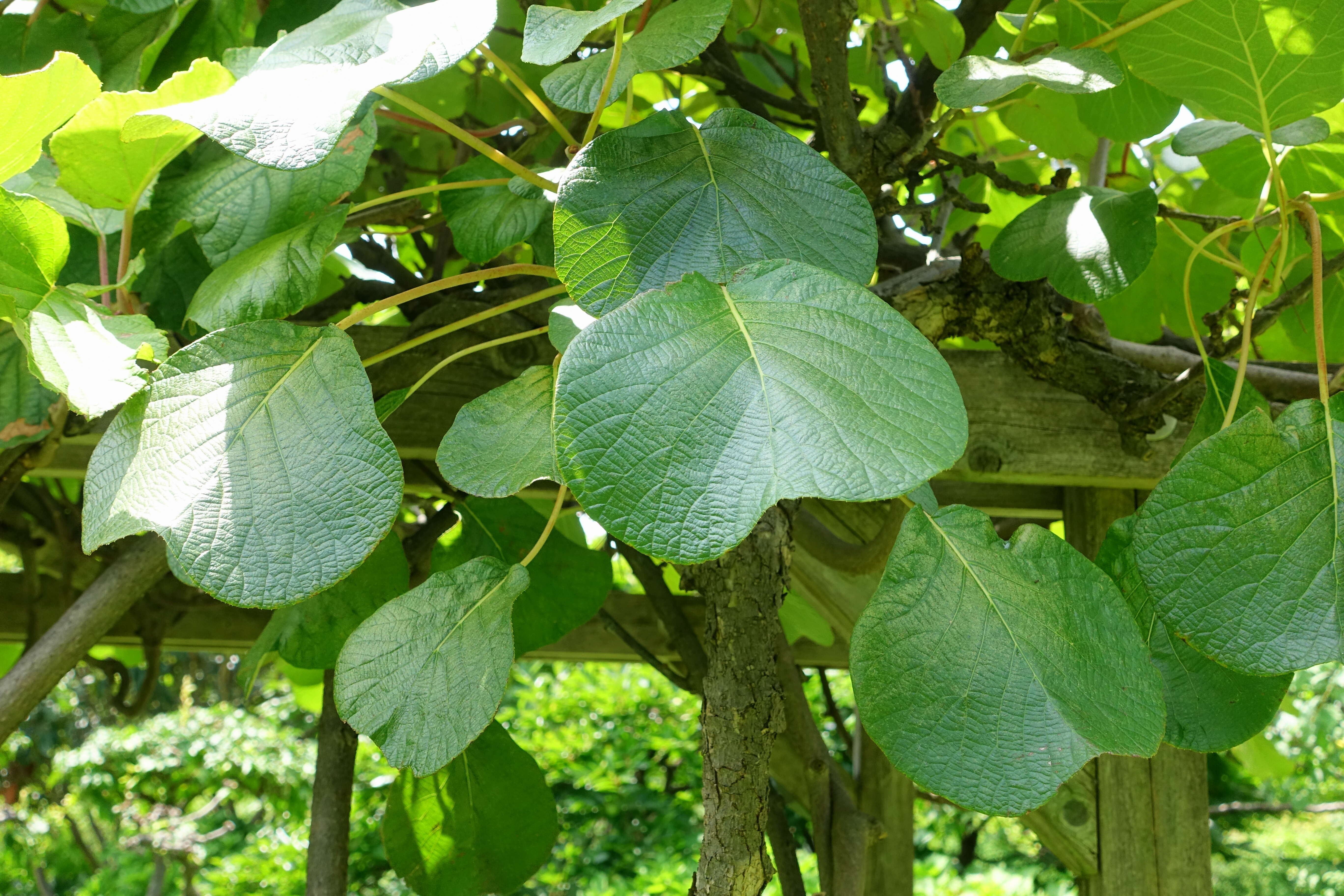 Image de Actinidia chinensis Planch.