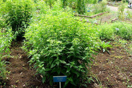 Image of white snakeroot