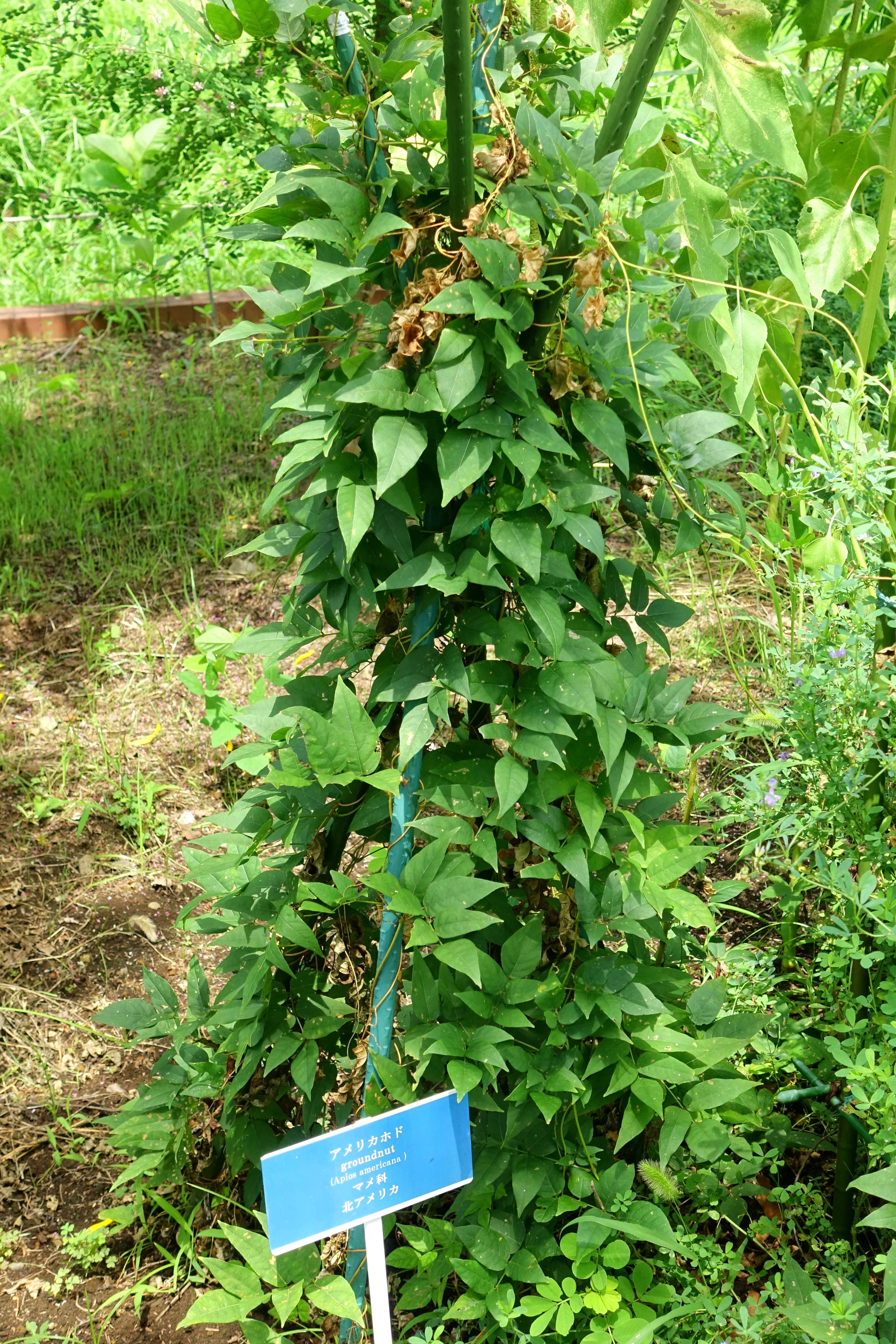 Image of groundnut