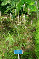 Imagem de Celosia argentea L.