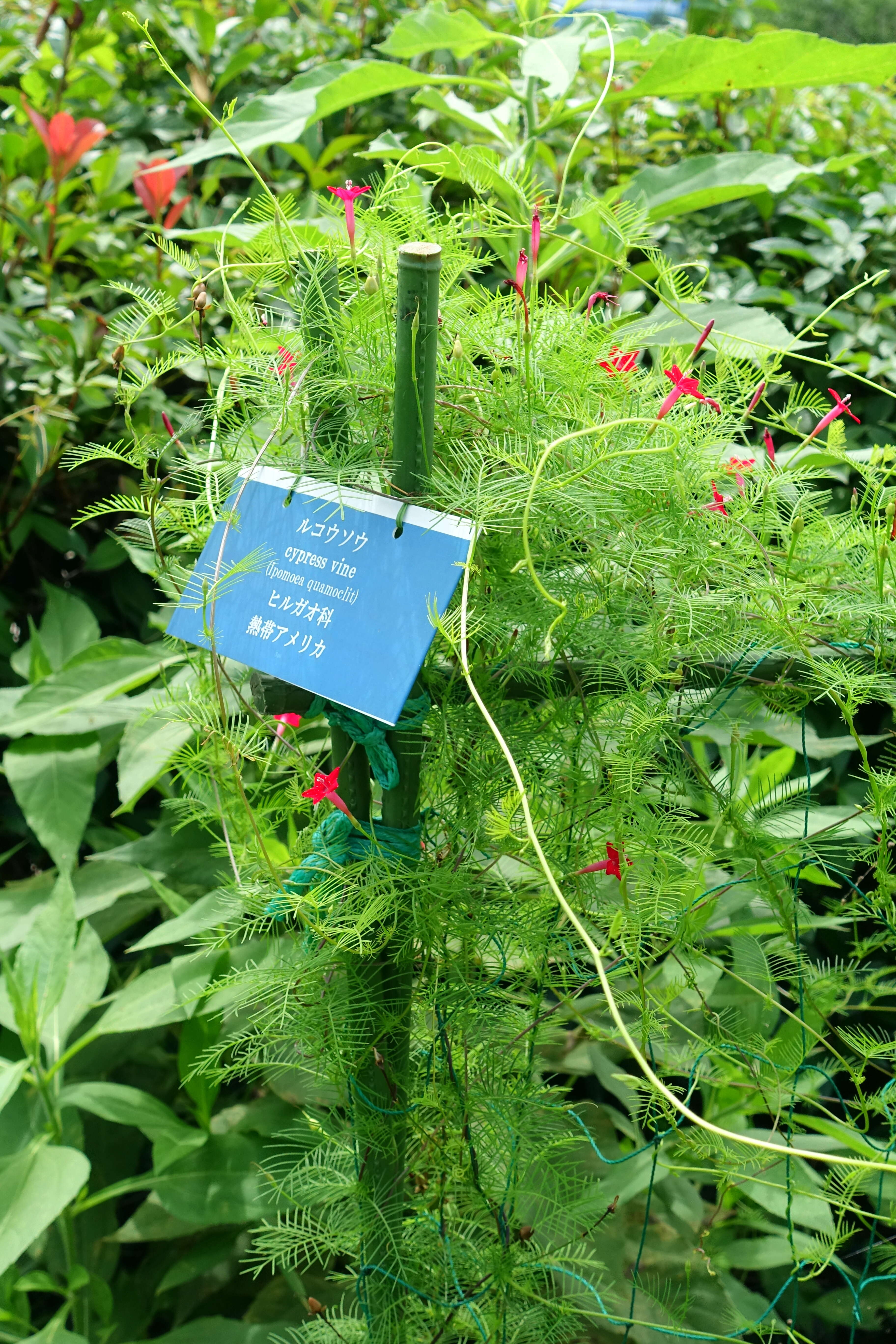 Image of Cypress Vine