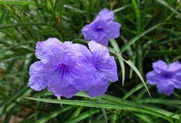 Image de Ruellia simplex Wright