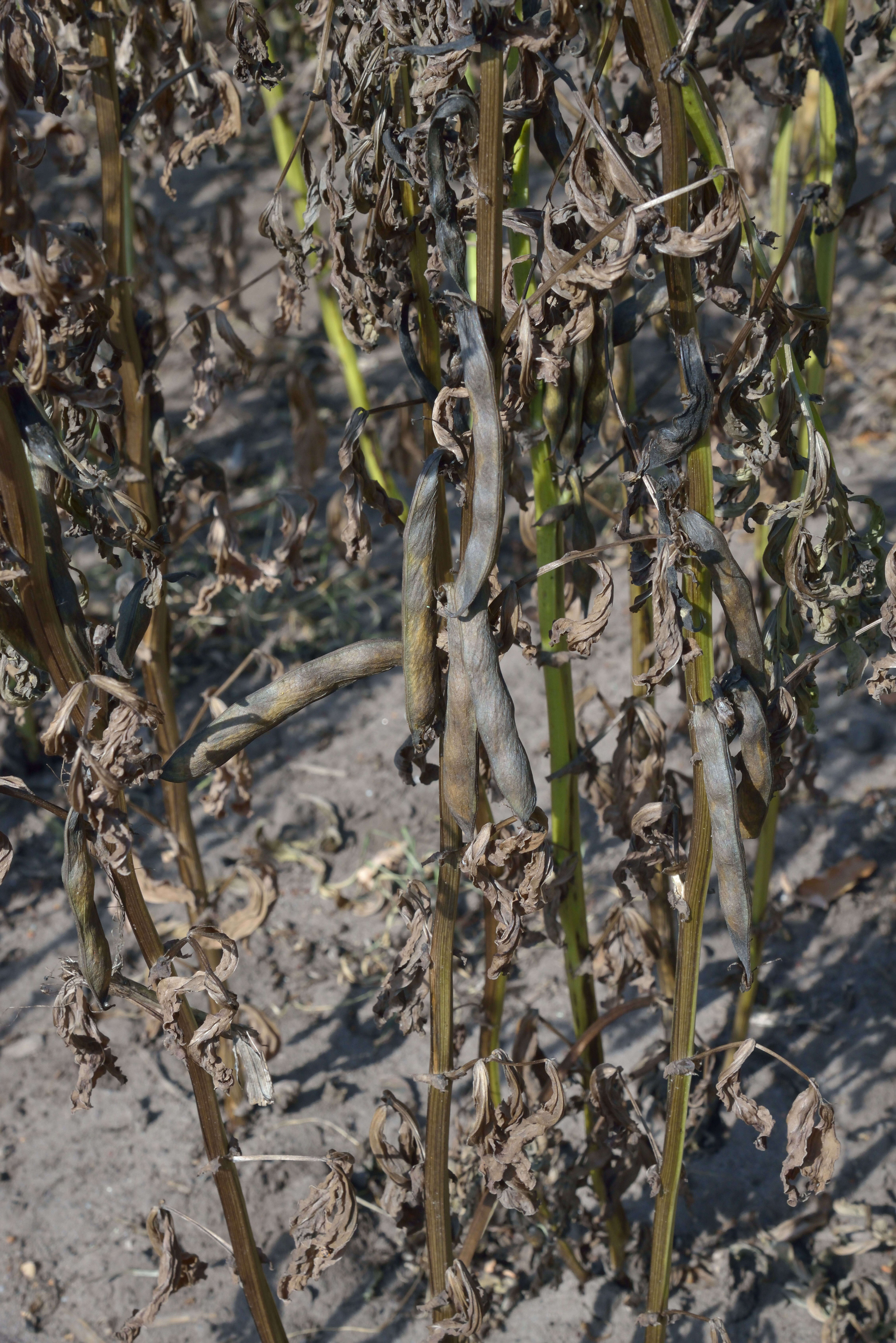 Image of Broad Bean