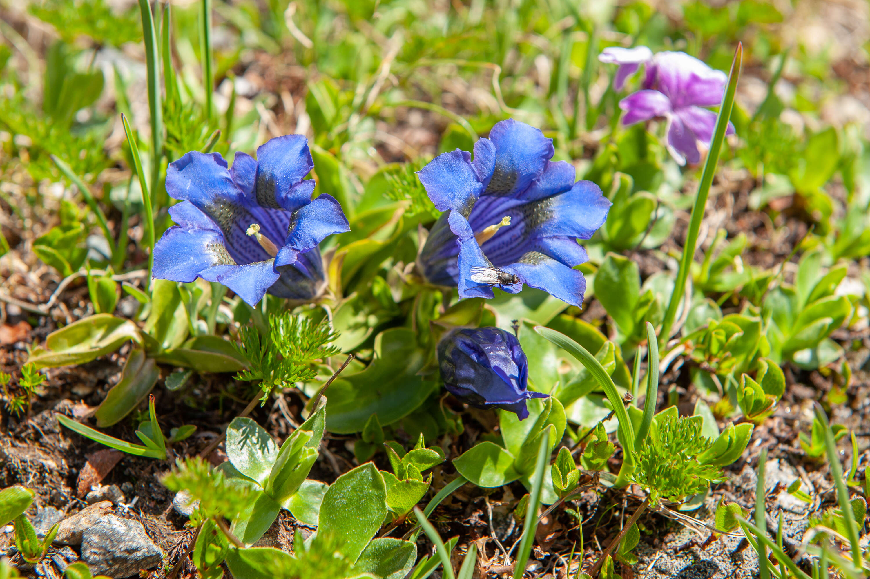 Image of Stemless Gentian